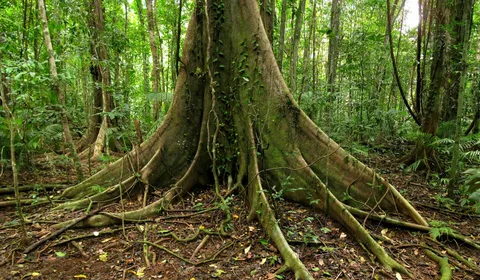 daintree national park australia