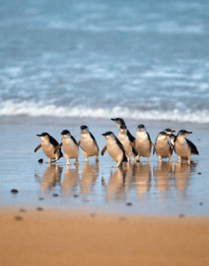 Phillip Island Penguin tour